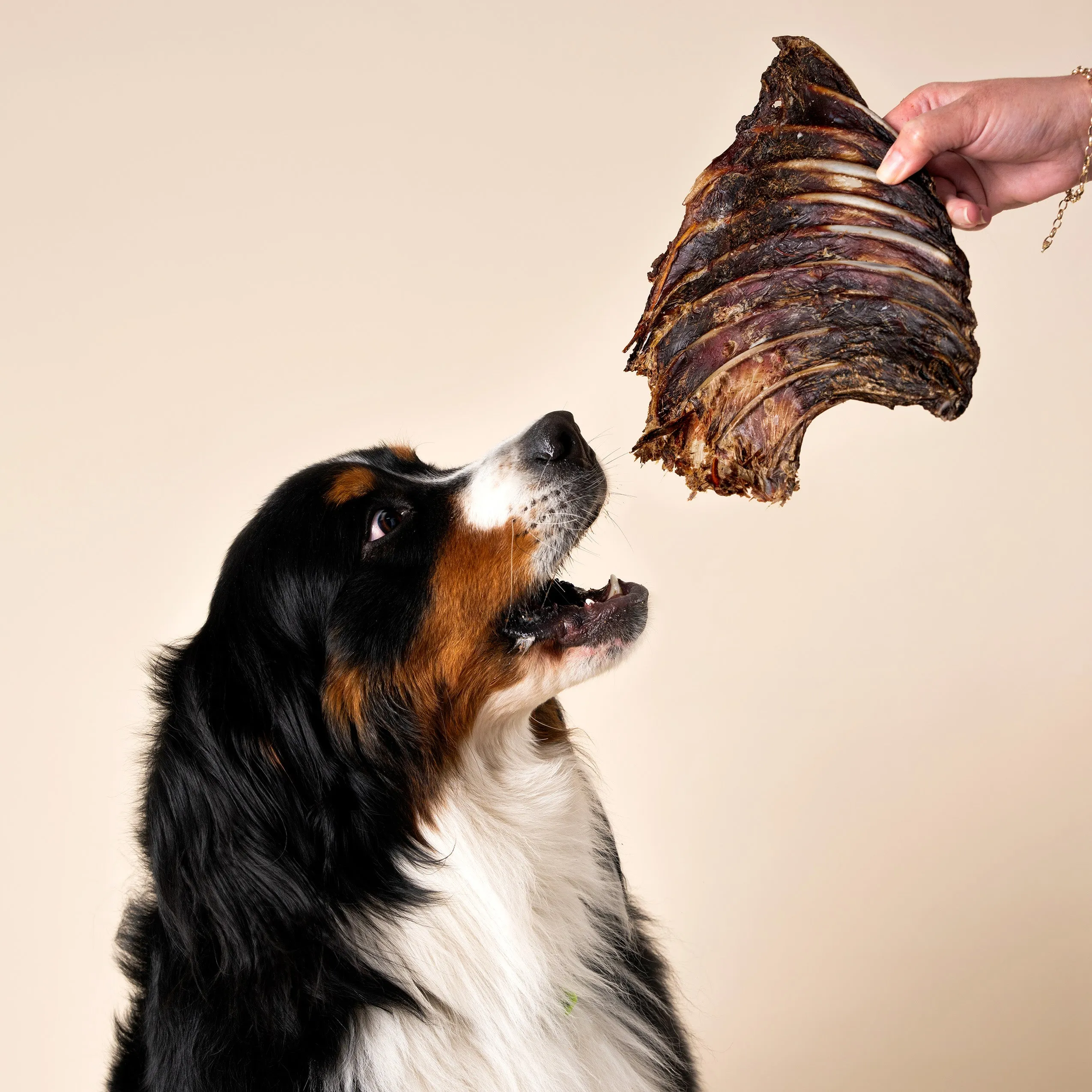 Kangaroo Rib Rack