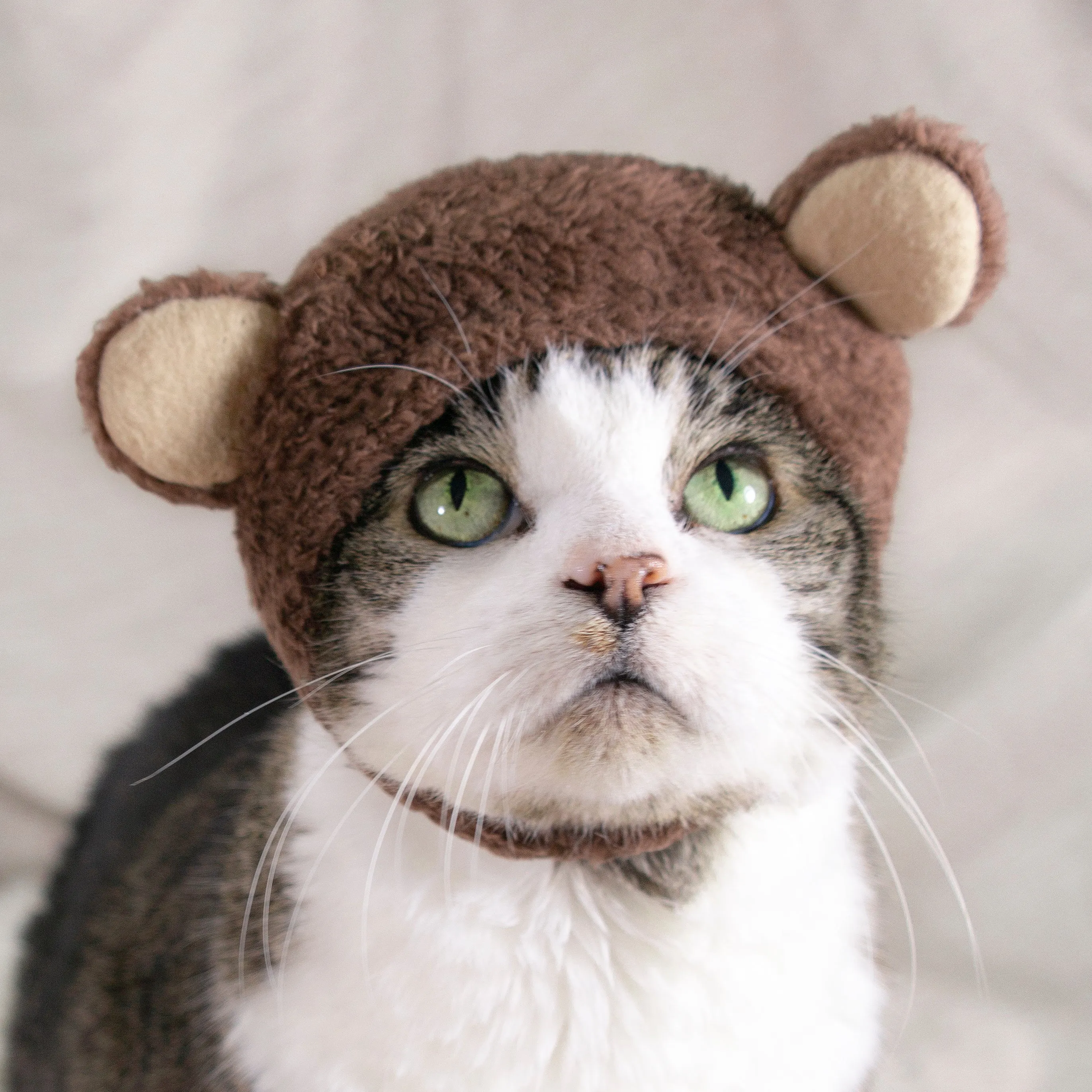 Teddy Bear Hat Cat Costume